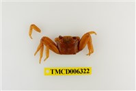 藏品(白紋方蟹)的圖片